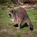 raccoon (Oops! image not found)